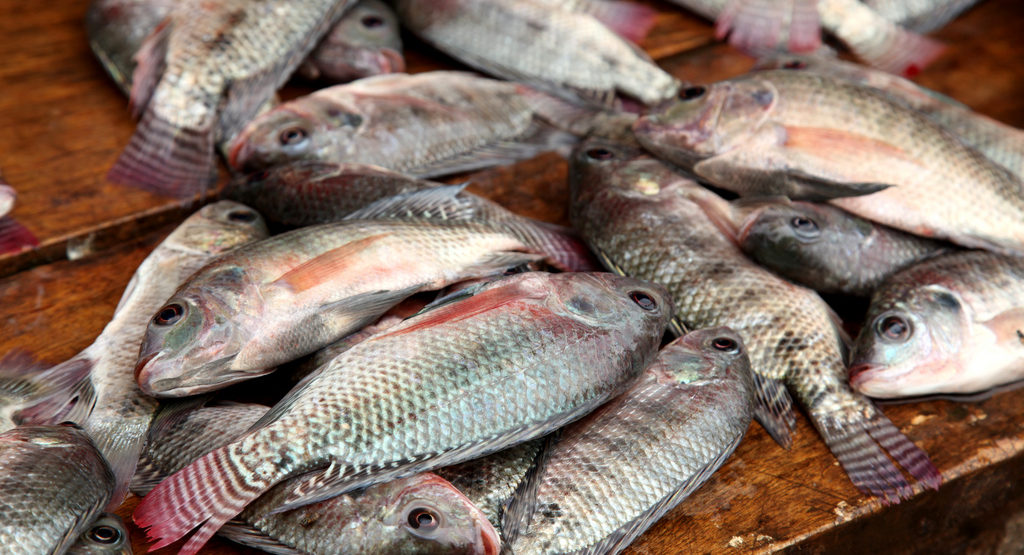 Officials urge Nigerians to farm fish to fill 1.9m ton gap