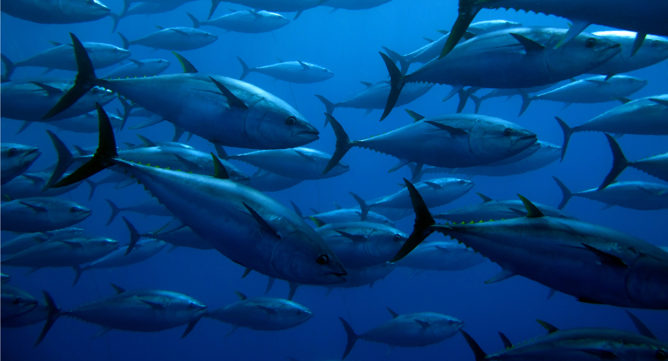 Yellowfin tuna. Credit: Guido Montaldo/Shutterstock.com