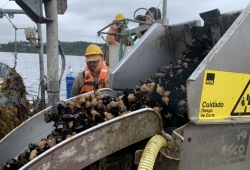 Visit to St. Andrews mussel farm and processing plant in Chiloe, Chile